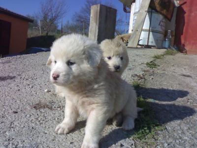 cuccioli maremmani